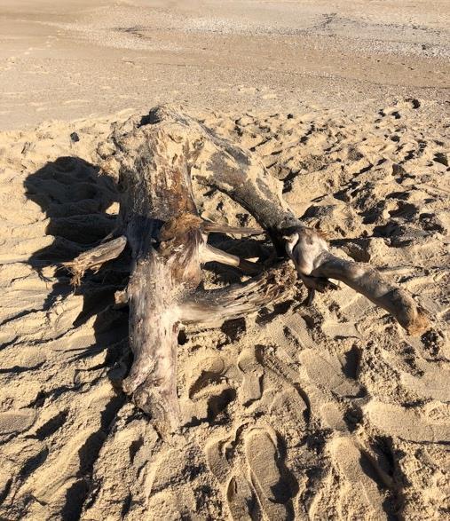 No local, deparamo-nos, de imediato, com um tronco enterrado na areia.