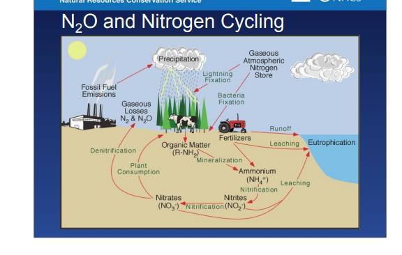Principais Fontes de N 2 O Solos Fertilizantes nitrogenados Dejetos animais Queima de