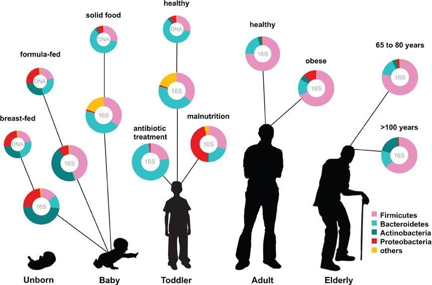 Microbioma intestinal (abundante ~10 14 células e diversa) Importância do nascimento e alimentação do bebê Importância de alimentação variada (> repertório) Introdução Fonte: http://www.