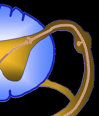 Papel dos Canais de Cálcio Ligados a α 2 δ- na Dor NeuropáQca Números elevados de canais de cálcio X Ligação dos ligantes α 2 δ