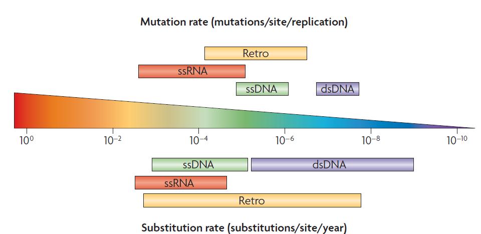 Variabilidade genética Comparison between viral mutation and substitution rates.
