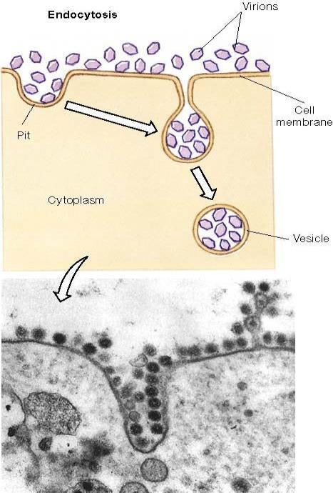 2. Penetração Endocitose mediada por receptor: vírus não envelopados