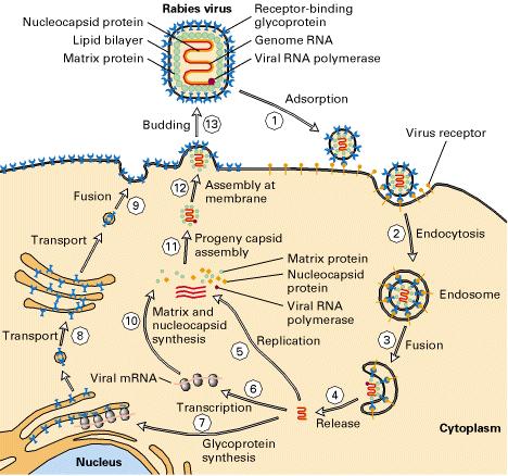 6. Liberação de vírus envelopados: Brotamento 13. Vírus adquire o envelope da membrana celular com as glicoproteínas virais inseridas 9. glicoproteínas na membrana 11.