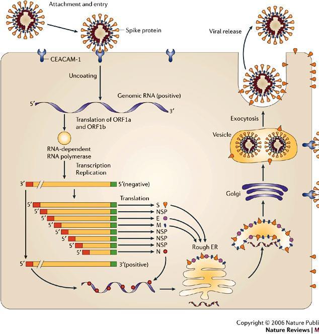 6. Liberação de vírus envelopados: Exocitose vírus é liberado para o meio extracelular Exocitose Vesícula contendo vírus se