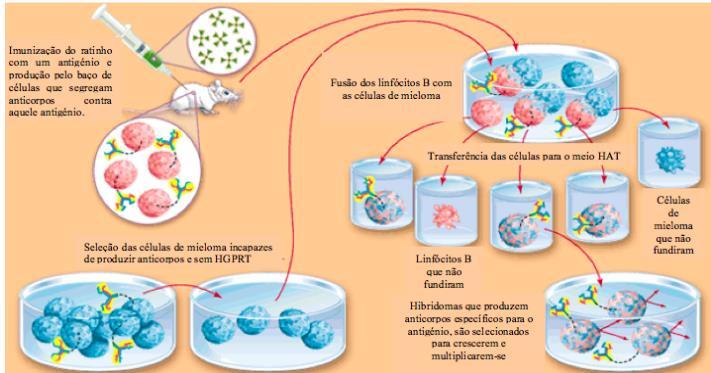 3 A tecnologia de hibridomas surge da fusão de duas células com características genéticas divergentes, que secreta um isotipo de uma imunoglobulina específica para um determinado antígeno (LIMA et al.