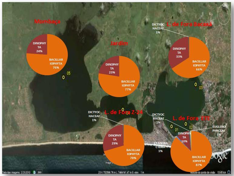 Distribuição da Comunidade Fitoplanctônica na Lagoa de Saquarema Analisando: - a porcentagem dos grupos