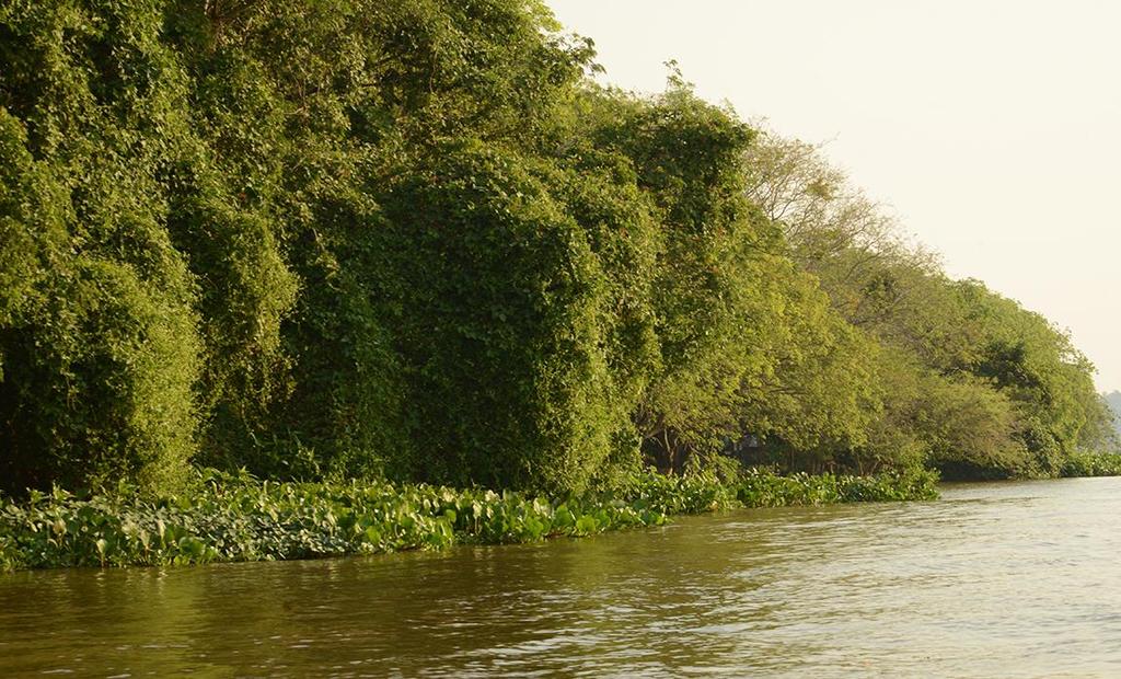 As trepadeiras (lianas e cipós) são bem comums em