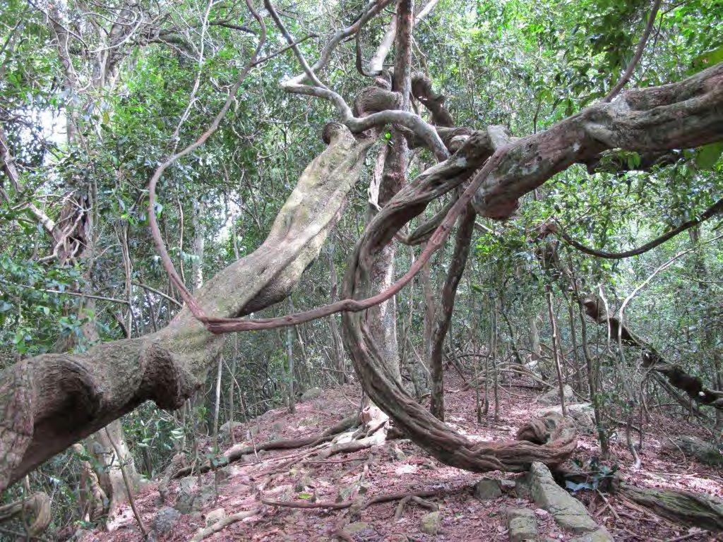 No interior da floresta, as trepadeiras