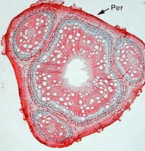 Paullinia e Serjania Caules compostos