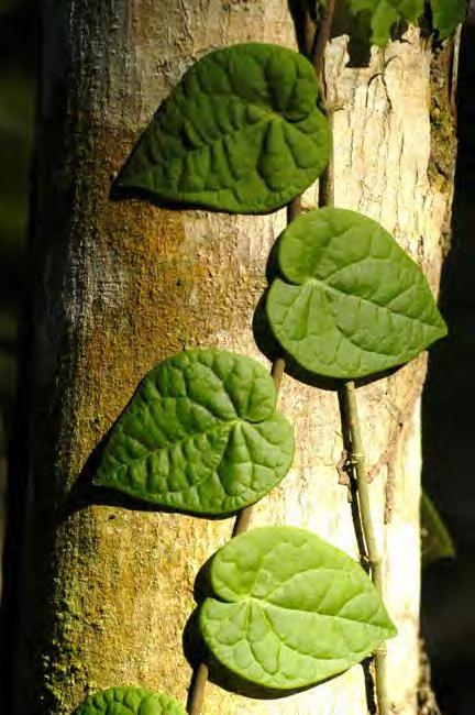 Famílias com raízes grampiformes Araceae Begoniaceae Cactaceae Cyclanthaceae Gesneriaceae