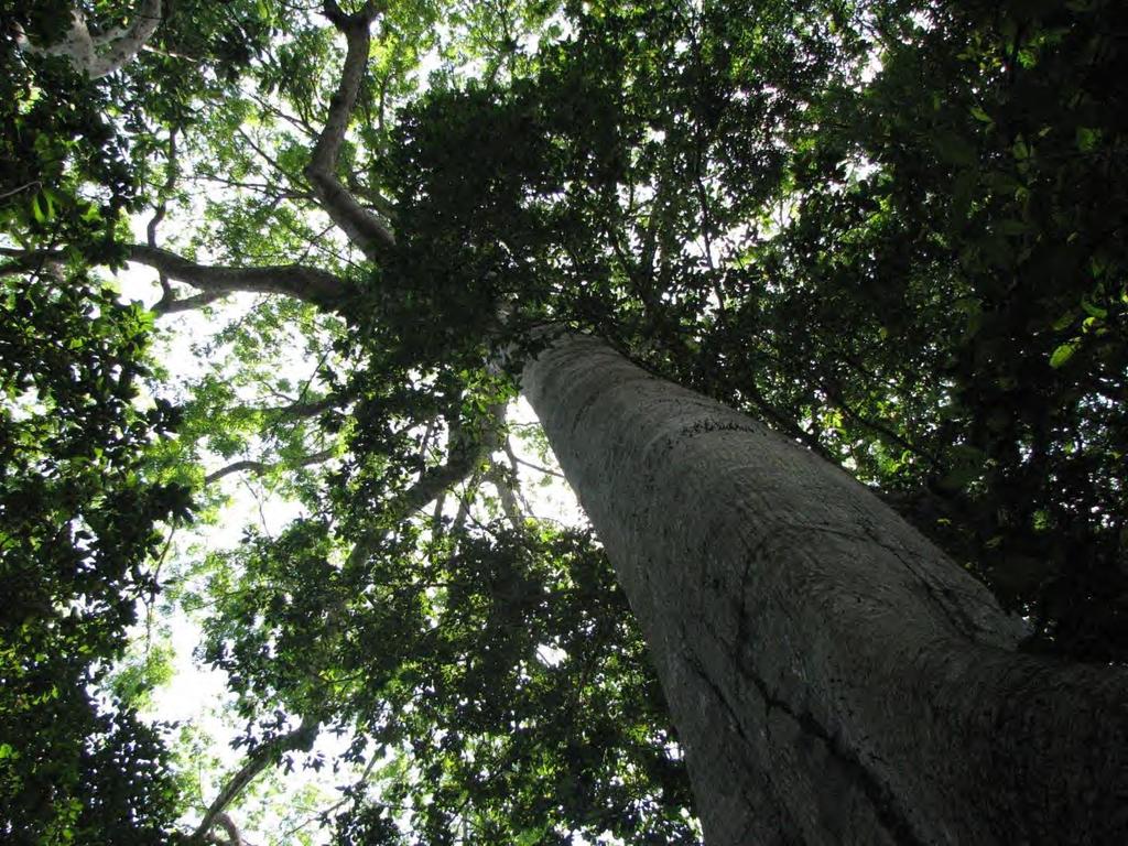 Ao contrário das árvores que crescem eretas, as lianas