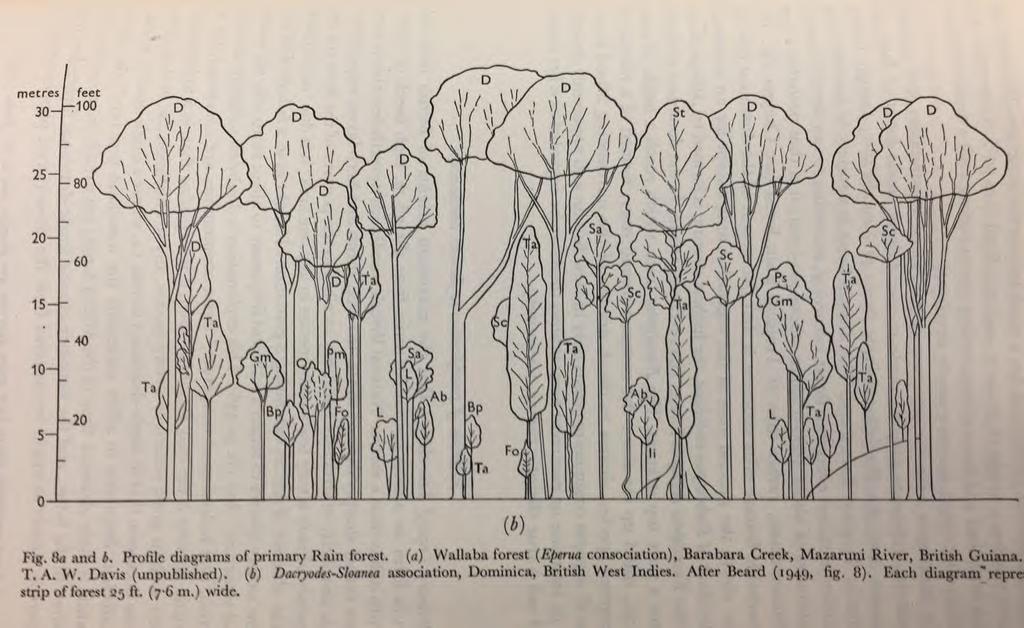 Os primeiros diagramas de florestas