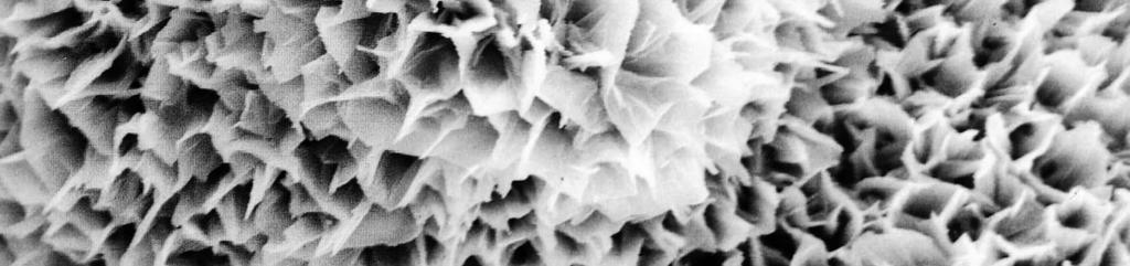 Bentonita vista por um microscópio eletronico de varredura NaBento é um geocomposto argiloso para barreira impermeabilizante (GCL) com espessura de aproximadamente 10 mm, formado por bentonita de