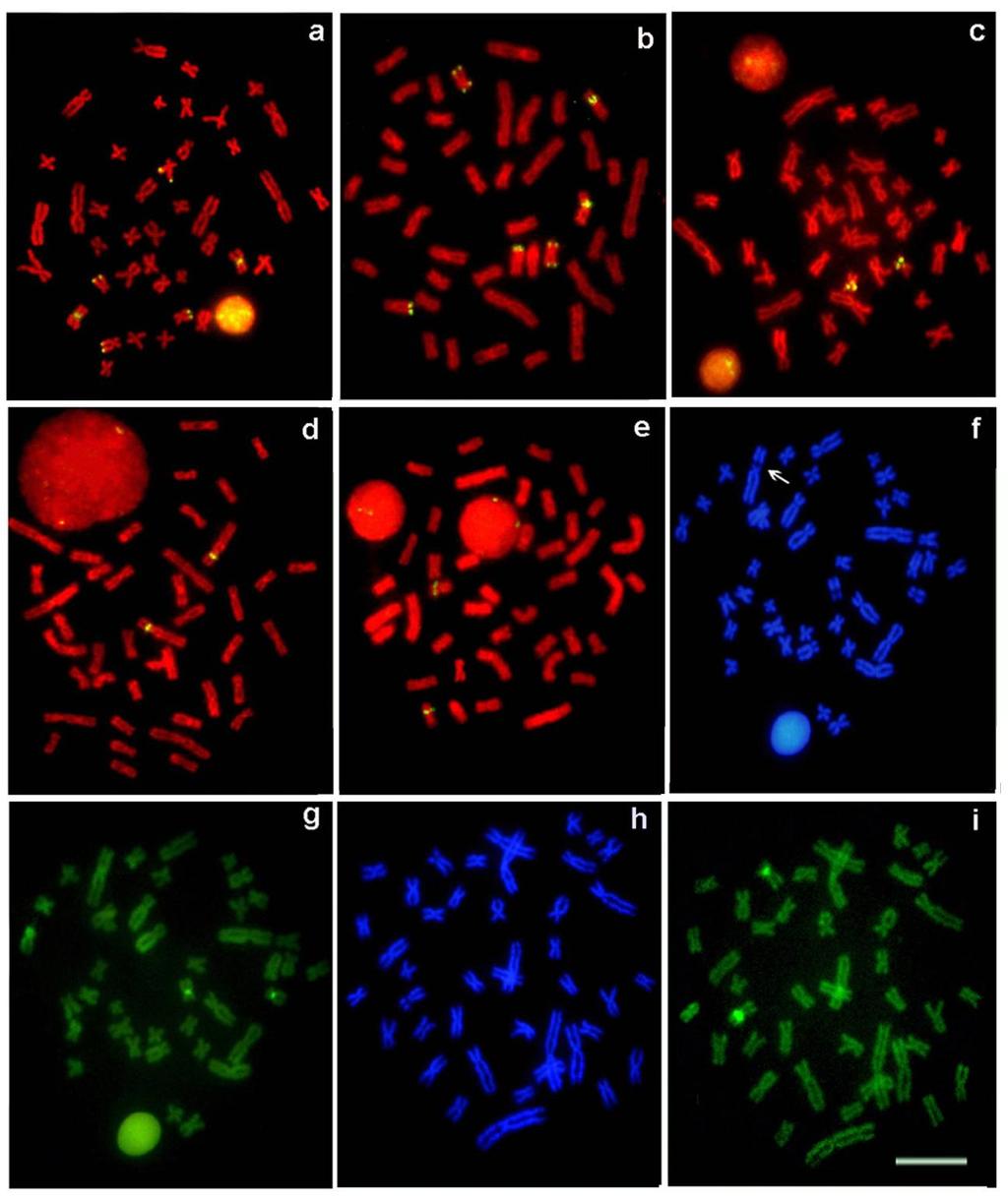 FIG. 3. Metaphase chromosome spreads of Hoplias malabaricus after FISH with 18S and 5S rdna probes and DAPI/Chromomycin A3 staining.