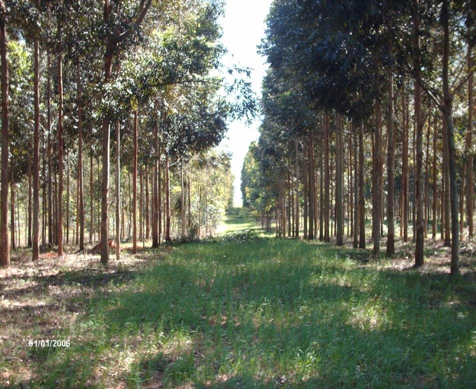 (à direita) e Eucalyptus grandis (à esquerda).