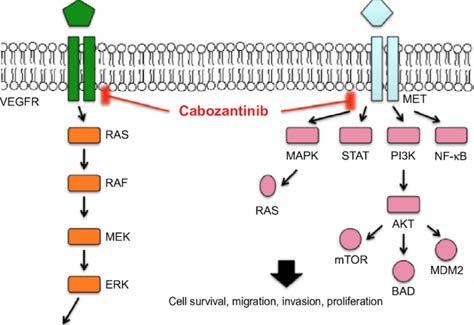 CABOZANTINIB Estudo de fase II nos TNE G 1/2 41 doentes com TNE carcinóides 20 pancreáticos Bem diferenciados, grau 1 ou 2 Irressecáveis ou metastáticos Podiam ter efetuado qualquer tratamento prévio