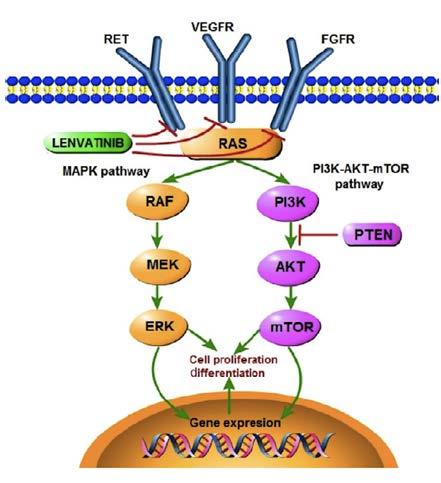 LENVATINIB Estudo de fase II nos TNE gastroenteropancreáticos G