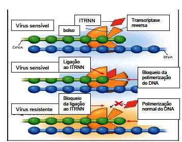 22 Os ARVs não análogos de nucleosídeos (ITRNNs) são altamente seletivos para o HIV-1, porém não agem sobre o HIV-2 ou outros retrovírus (Parkin et al. 2004 & Ren J. et al. 2002).