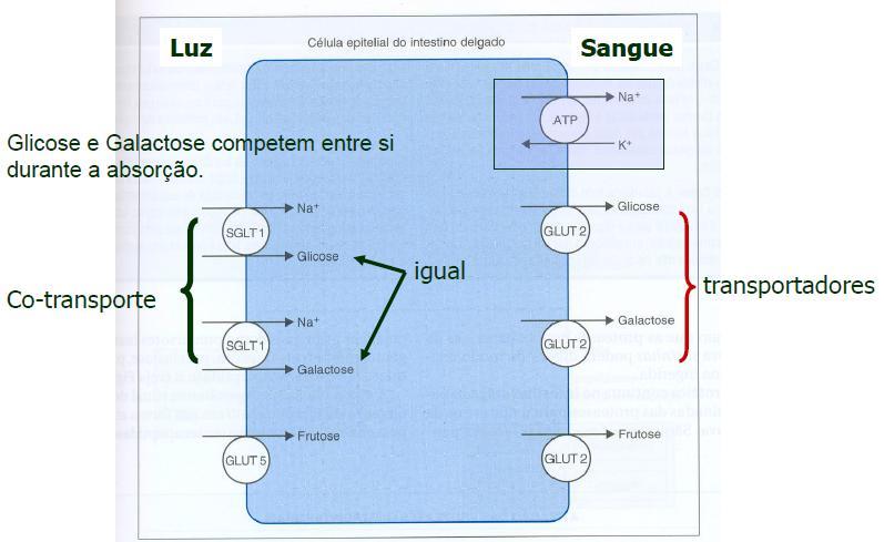 Absorção de carboidratos Mecanismo de absorção de monossacarídeos. Fonte: http://www.fisfar.ufc.br/v2/graduacao/arquivo_aulas/digestivo.