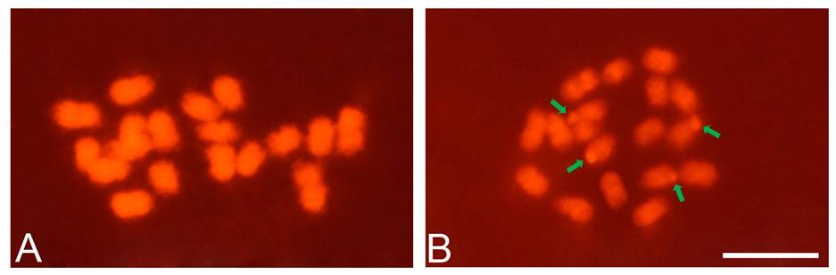 Figura 1. GISH em cromossomos metafásicos de Passiflora edulis f. flavicarpa (2n = 18) hibridado com DNA genômico total de (A) P. edulis f. edulis (2n = 18), (B) P. ligularis (2n = 18).