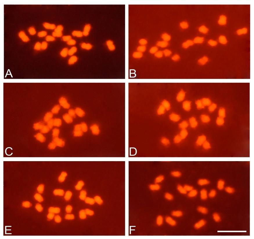 flavicarpa com as espécies dos subgêneros Decaloba e Passiflora A GISH utilizando o DNA genômico das espécies do subgênero Passiflora (n = 9): P. edulis f. flavicarpa (Fig. 2A), P. alata (Fig. 2B), P.