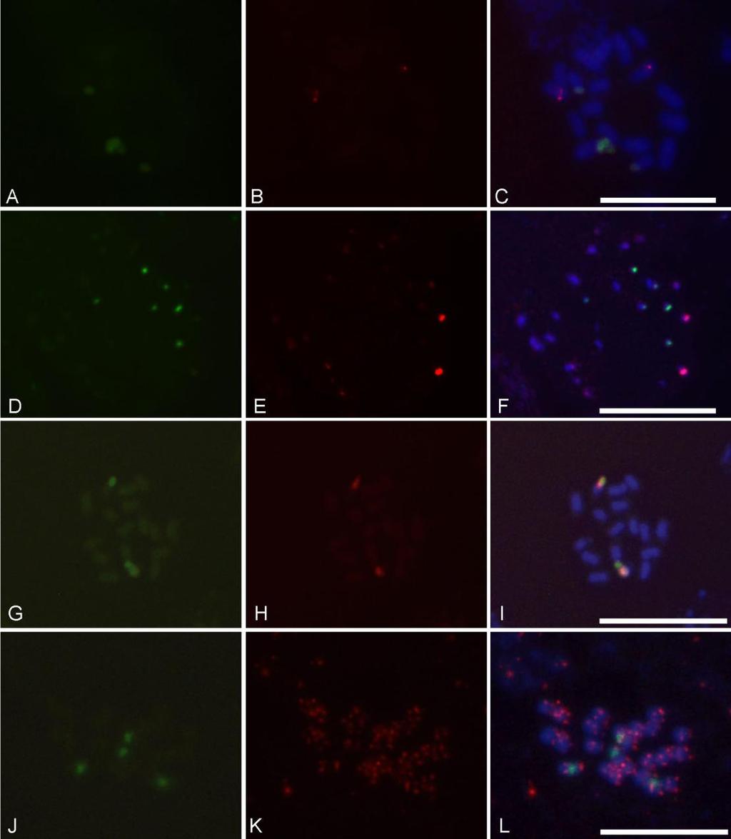 Figure 5. Fluorescent in situ hybridization (FISH) on mitotic metaphase chromosomes of species from the Passiflora, Citrus and Cucumis genus.