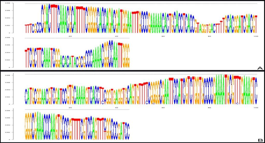 cincinnata o tamanho e a sequência de nucleotídeos do monômero consenso foi reconstruído utilizando a ferramenta TAREAN que se baseia na análise de K- mers e representado pelo gráfico de DeBruijn