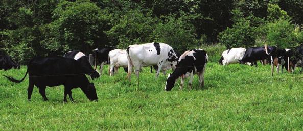 II Observar a qualidade do leite O leite é o produto derivado da ordenha completa, ininterrupta e em condições de higiene, de vacas sadias, bem alimentadas e descansadas.
