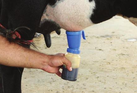 Alerta ecológico: O leite oriundo de vacas com mastite deverá ser