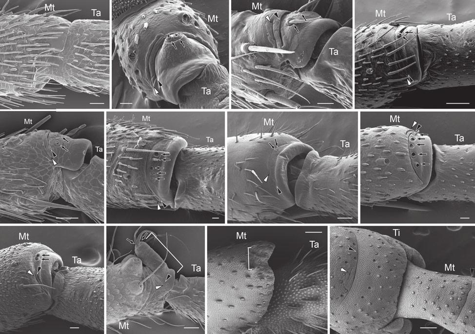 4 G. Gainett et al. / Cladistics (2013) 1 19 (a) (b) (c) (d) (e) (f) (g) (h) (i) (j) (k) (l) Fig. 2. Metatarsal-tarsal joints of representative species showing paired slit organs (MPS).
