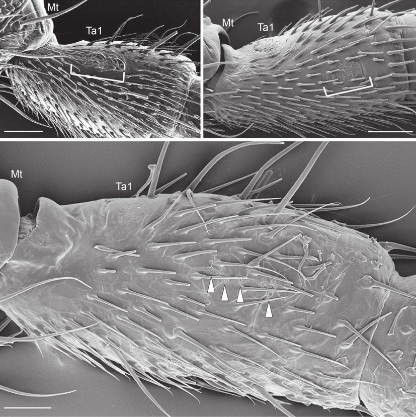 G. Gainett et al. / Cladistics (2013) 1 19 5 (a) (b) (c) Fig. 3. Proximal tarsomeric gland (PTG) of Zalmoxoidea. (a) Zalmoxis sp. (Zalmoxidae) from Vanuatu, lateral view of left leg.