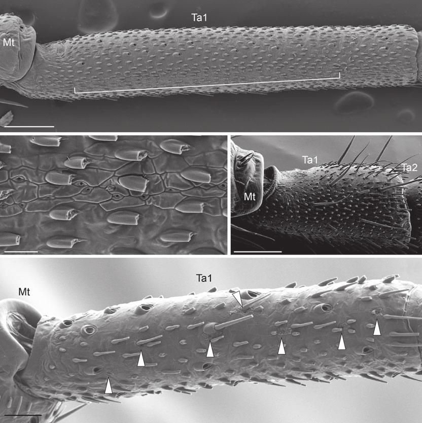 6 G. Gainett et al. / Cladistics (2013) 1 19 (a) (b) (c) (d) Fig. 4. Proximal tarsomeric gland (PTG) of Zalmoxoidea. (a) Baculigerus sp. (Escadabiidae), lateral view of left leg.