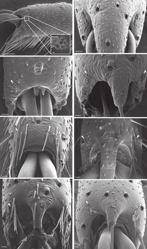 G. Gainett et al. / Cladistics (2013) 1 19 7 (a) (e) (b) (f) (c) (g) (d) (h) Fig. 5. Tarsal aggregate pores (TAP) of Gonyleptoidea. Lateral (a) and distal aspect (b h) of the terminal tarsomere IV.
