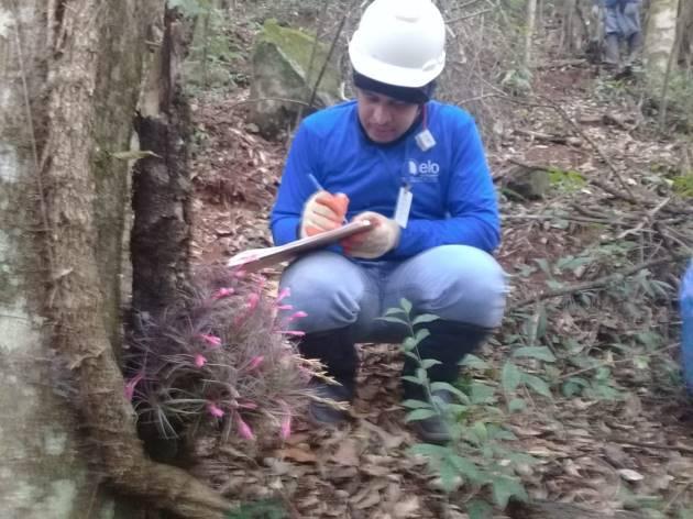 Para amostras de espécies arbóreas, arbustos e subarbustos foram coletados amostras de 30 cm de comprimento preservando as características reprodutivas.