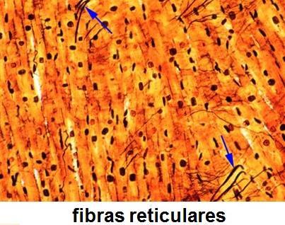 Proteínas fibrosas/
