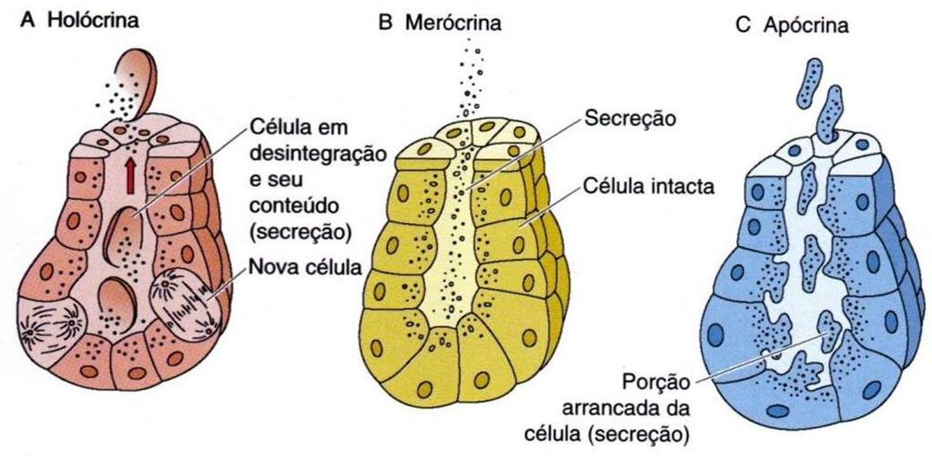 Quanto a forma que a secreção é eliminada pela célula: O produto e todo o seu conteúdo celular. Glândulas sebáceas.
