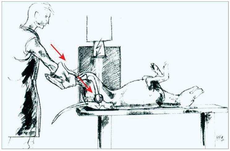 24 Figura 3. Técnica Flückiger de estresse radiográfico para subluxação da cabeça femoral.