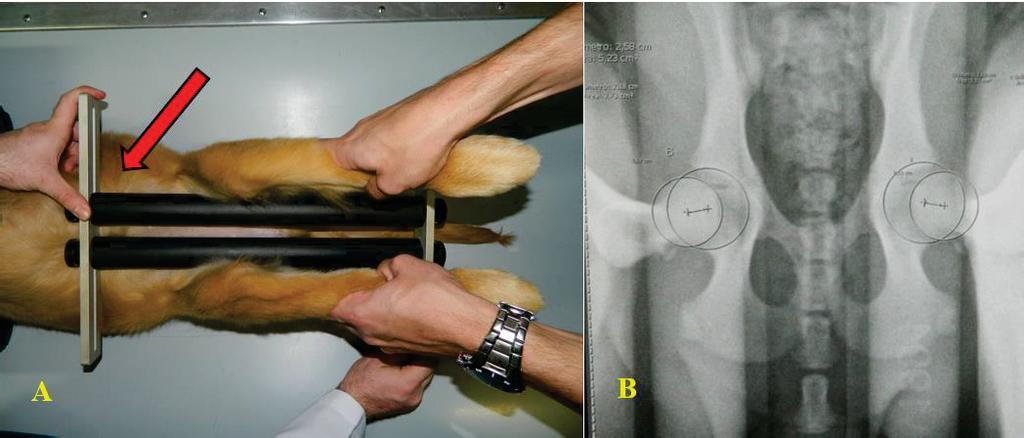 27 Figura 4. Exame radiográfico de estresse (PennHIP). A: Posicionamento do paciente em decúbito dorsal para radiografia com o distrator (seta vermelha) posicionado na região ventral.