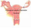 Órgãos genitais internos: Tuba Uterina: São 2 canais que saem do útero, possuem fimbrias que