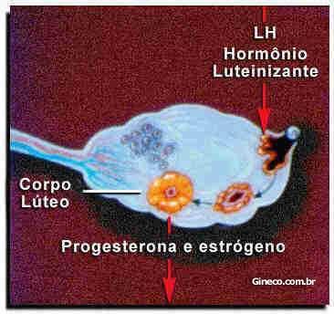 LH age no folículo do ovário rompendo o mesmo e liberando o