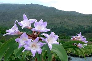 CENTRO NACIONAL DE CONSERVAÇÃO DA FLORA - CNCFLORA Estudos de caso para re-avaliações: