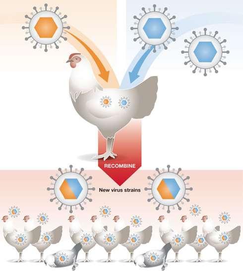 Variação genética em virologia