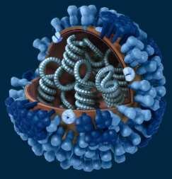 Estrutura do virion Nucleocapsídeo Genoma DNA/ RNA Capsídeo