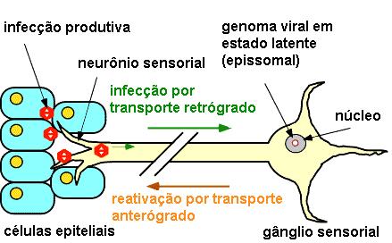 Mecanismo de Disseminação do Vírus no Organismo Sistêmica Neuronal