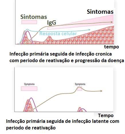 Tipos de infecção Persistente Crônica / Produtiva e Não produtiva O vírus infecta na forma