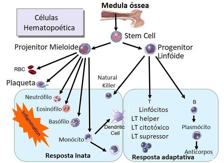 Componentes Celulares da Resposta Imune http://sphweb.bumc.