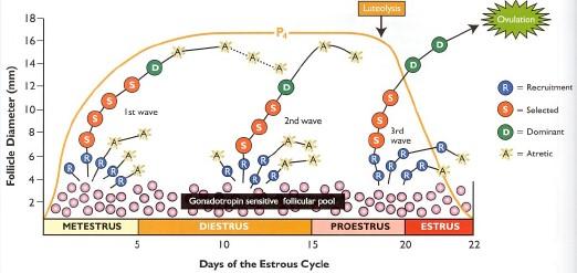 17 para LH, tornando-se apto a ovular num momento posterior a um pico de LH (BEG; GINTHER, 2006).