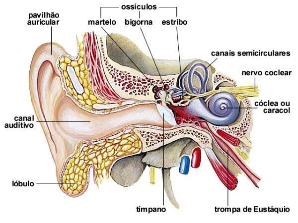 Obs.: como a cóclea está localizada numa cavidade do osso temporal, qualquer vibração do crânio pode causar vibração dos luidos cocleares.