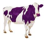 ou são uma Purple Cow, ou não.