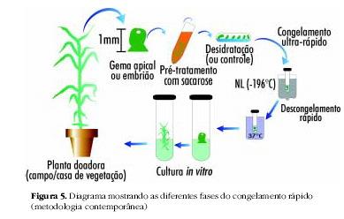 Sementes recalcitrantes e plantas propagadas vegetativamente. CENARGEN/ EMBRAPA Câmaras frias - 70.000 acessos (coleção base); Duplicatas internacionais (feijão e cevada); In vitro - 4.